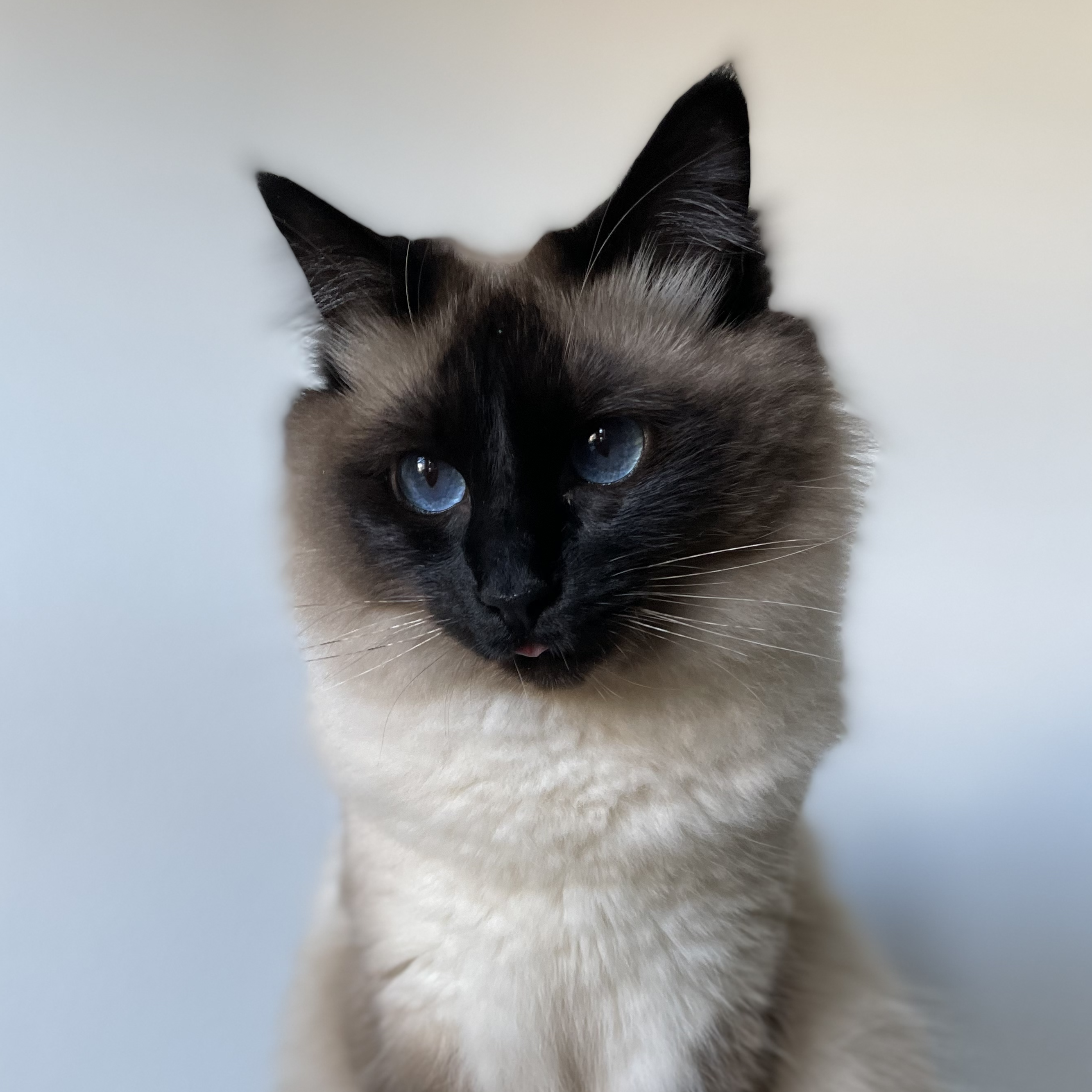 A photo of a Balinese cat, staring directly at the camera
